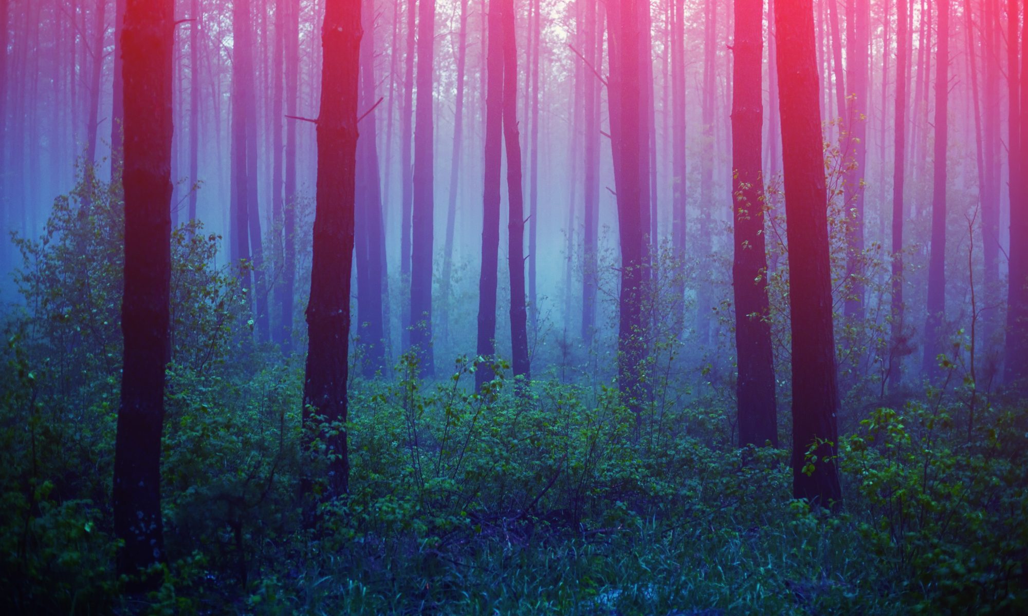 神秘的な青紫色に光る森