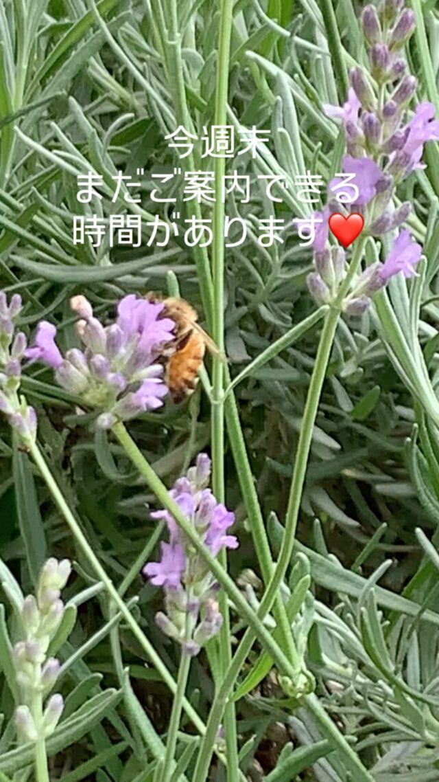 🌿今週末のご予約状況のお知らせ🌿

今週末、まだご案内できるお時間があります🕊️
疲れをリセットしたい方、ゆったり癒されたい方、
どうぞお気軽にご連絡くださいね🍀

当店人気オススメコース:

・ヘッド＆小顔フェイシャル（60分）…5,900円

・肩まわり集中ケア（50分）…6,000円 　※小顔フェイシャルをオプション3,000円で追加できます

・自律神経を整える足マッサージ（20分）…2,900円

他のメニューも下のメニューからチェックしてみてくださいね。

📩チャット予約の方には1,000円OFFクーポンをお送りします♪

例：ヘッド＆フェイシャル → 4,900円に！

🪻さらに今だけ！お庭のラベンダーのお花もプレゼント中✨

初めての方も、お久しぶりの方も大歓迎です。
今週末まだ空きありますので、ぜひお気軽にどうぞ🌈

👂「今日も気持ちよくてウトウトしちゃいました…」
そんなお声もいただいています✨

ご予約・お問い合わせはLINEまたはDMからどうぞ🐾

#ましこセラピー 
#週末リセット
#リラクゼーションタイム
#自分を大事にする時間
#心と体を整える
#更年期ケア
#マッサージで整う
#癒しの時間
#自分メンテナンス
#女性のための癒し空間
#ニュージーランドスタイル
#ましこのやさしい時間
