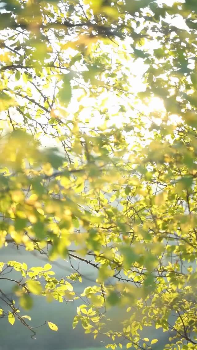 🎥《心と体を癒して整えることが大切な3つの理由》

ふと、疲れが取れないと感じたら
それは「心と体のバランス」がずれているサインかもしれません。

癒して整えることで、

① 自分らしさを取り戻せる
② 出会いや出来事が変わってくる
③ ぐっと生きやすくなる

小さなセルフケアや深呼吸も、
本当の自分に戻る第一歩です。

今日、ちょっとだけでも、
自分にやさしい時間をあげてみてね🍃

#癒しの習慣
#心と体を整える
#自分に戻る時間
#ホリスティックケア
#ナチュラルな暮らし
#更年期ケア
#午後のリトリート
#ぼーっとする時間
#セラピストのつぶやき
#ナチュラルイングリッシュ
#整える暮らし
#自分にやさしく
#ましこセラピー